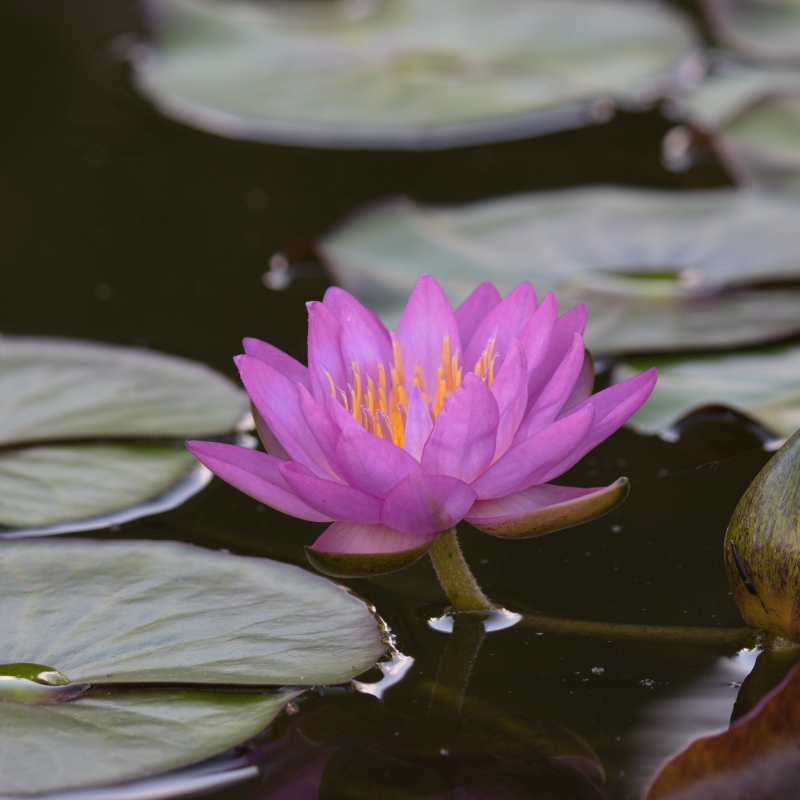 Ogólnopolski Dzień Trzeźwości w Radomsku z klubem „Szansa”